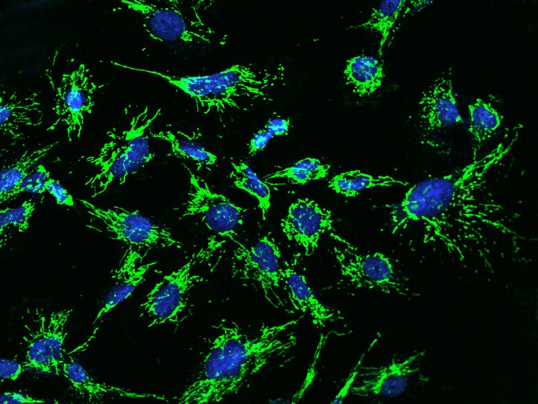 MRPL12 Antibody - BSA Free