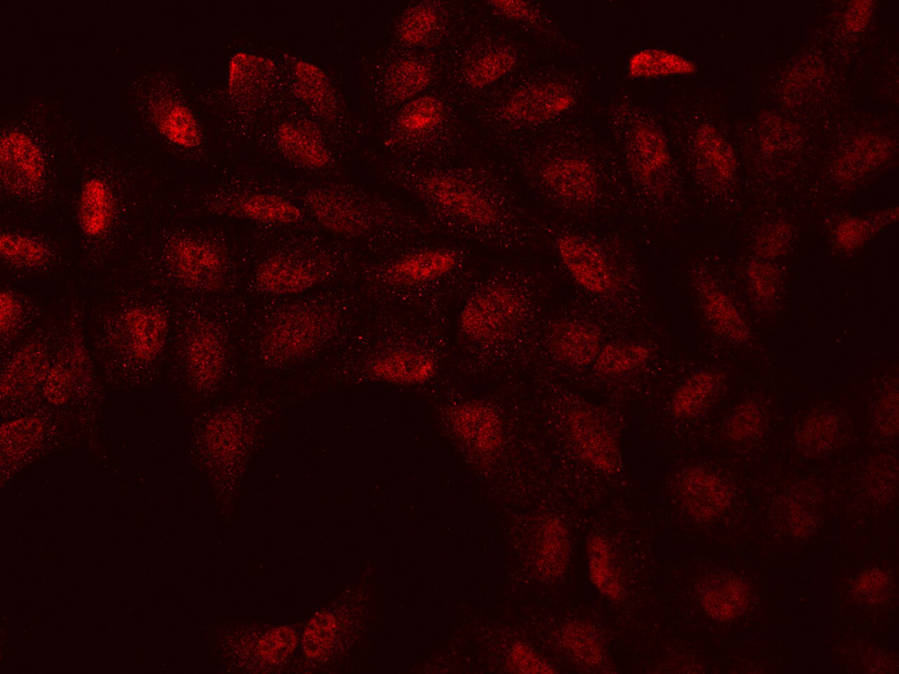 WBP11 Antibody - BSA Free