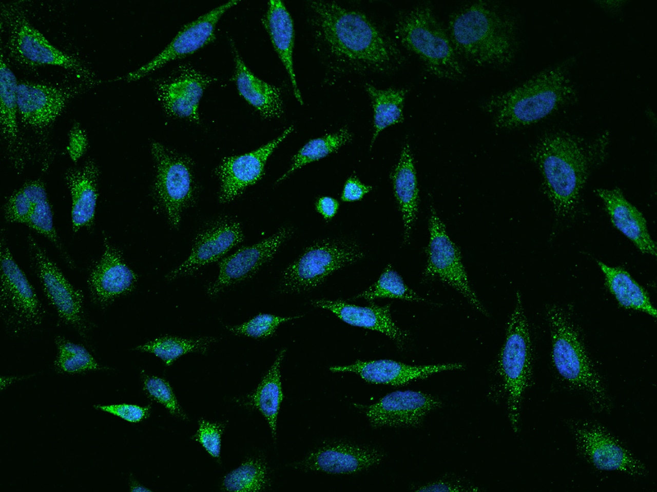 MED28 Antibody - BSA Free