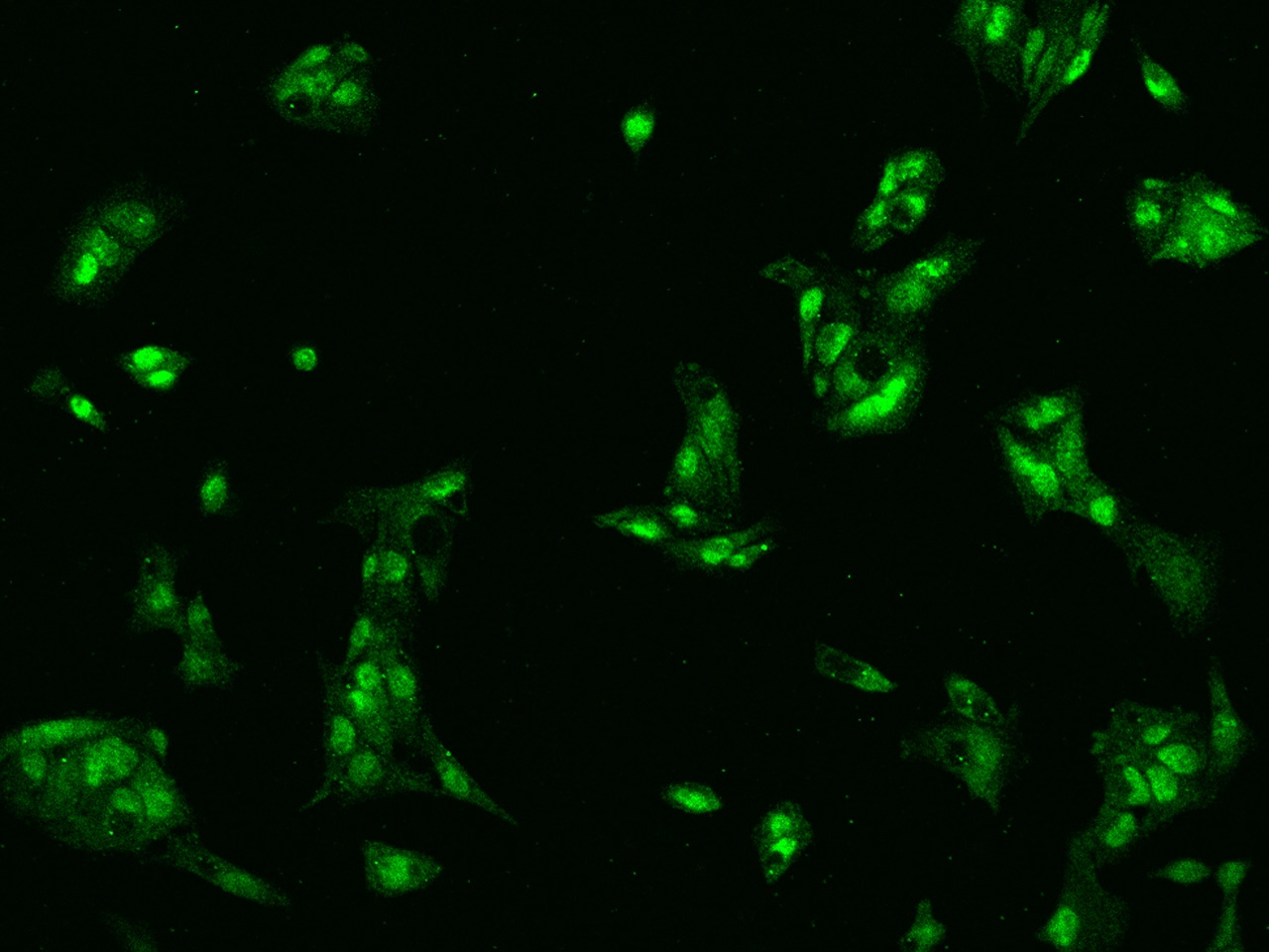 KIFAP3 Antibody - BSA Free
