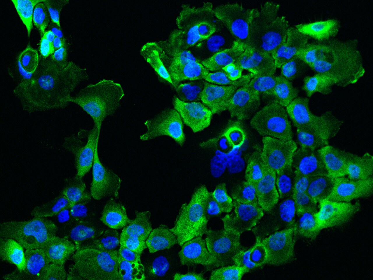 SARG Antibody - BSA Free