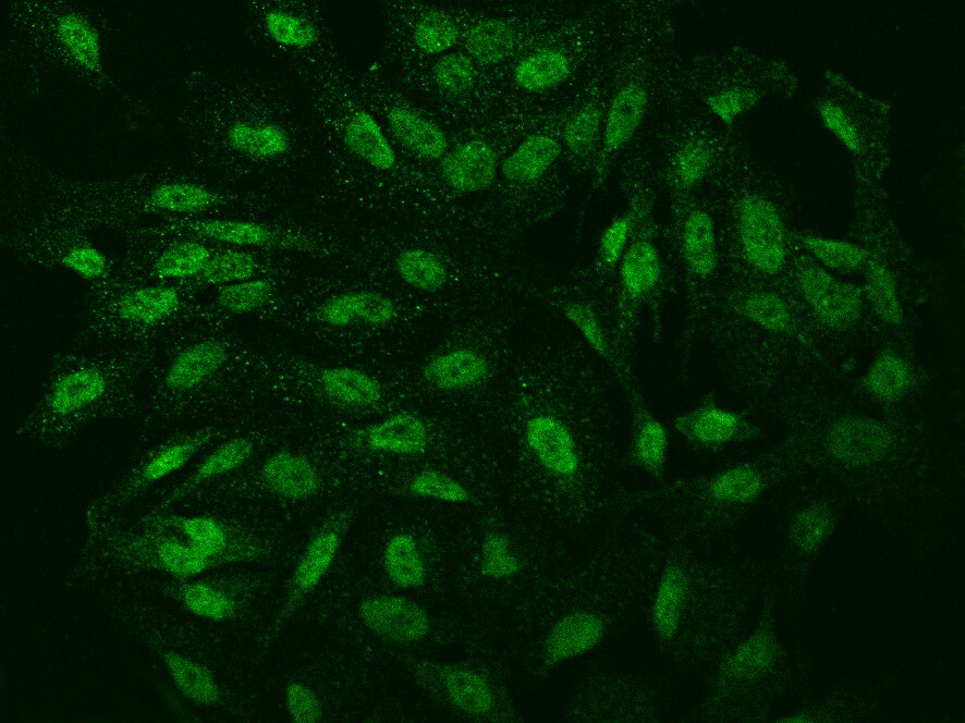 IER5 Antibody - BSA Free