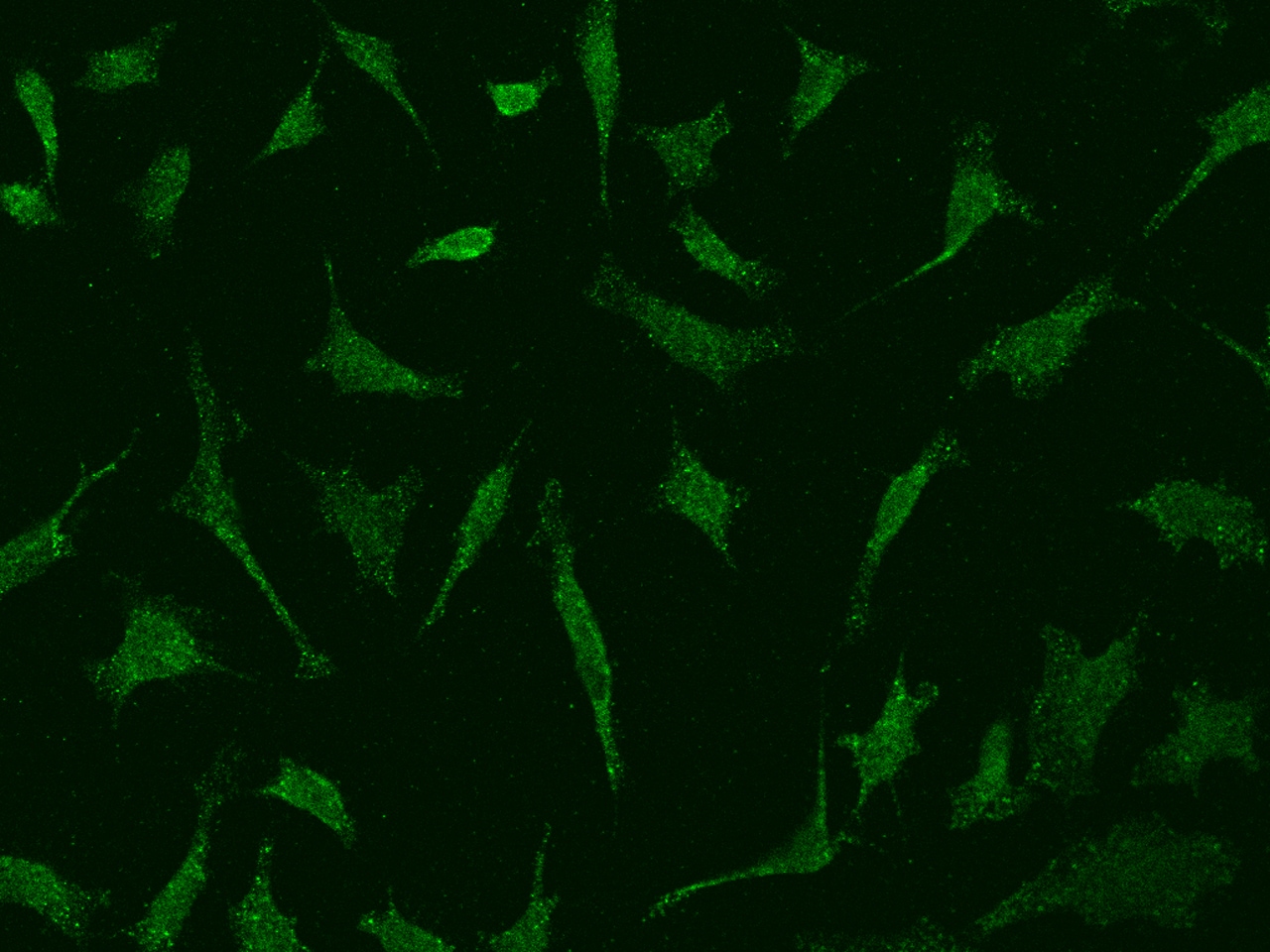DNase II Antibody - BSA Free