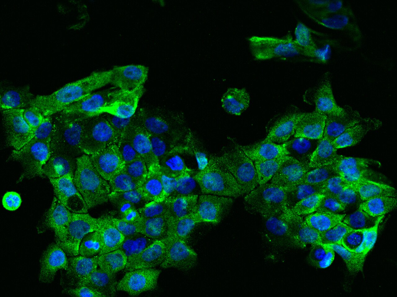 EIF3D Antibody - BSA Free