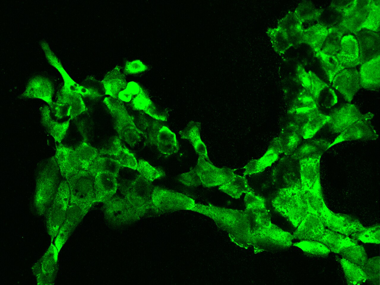 EIF3J Antibody - BSA Free