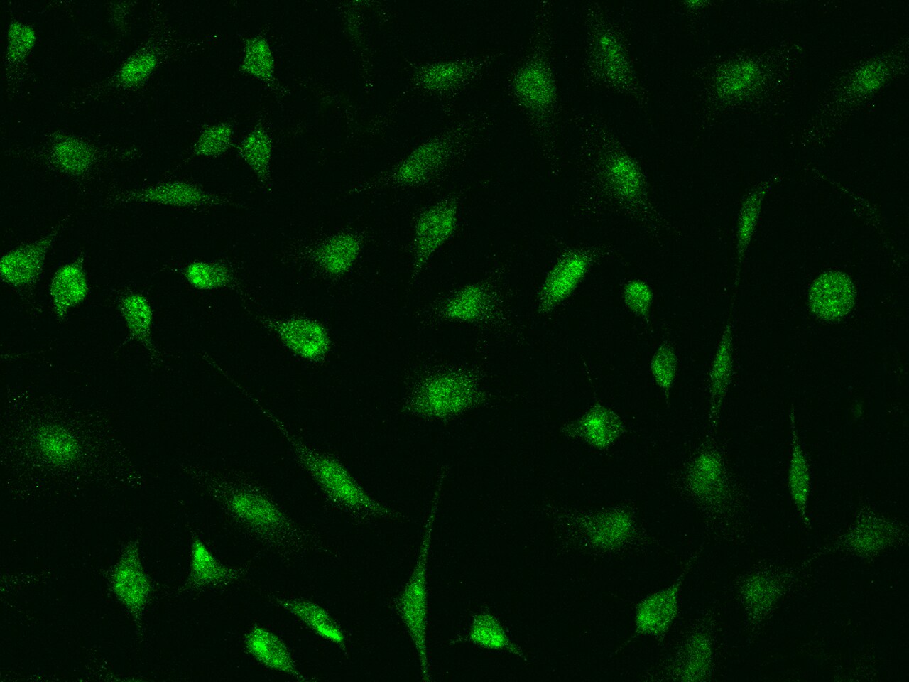 DDX56 Antibody - BSA Free