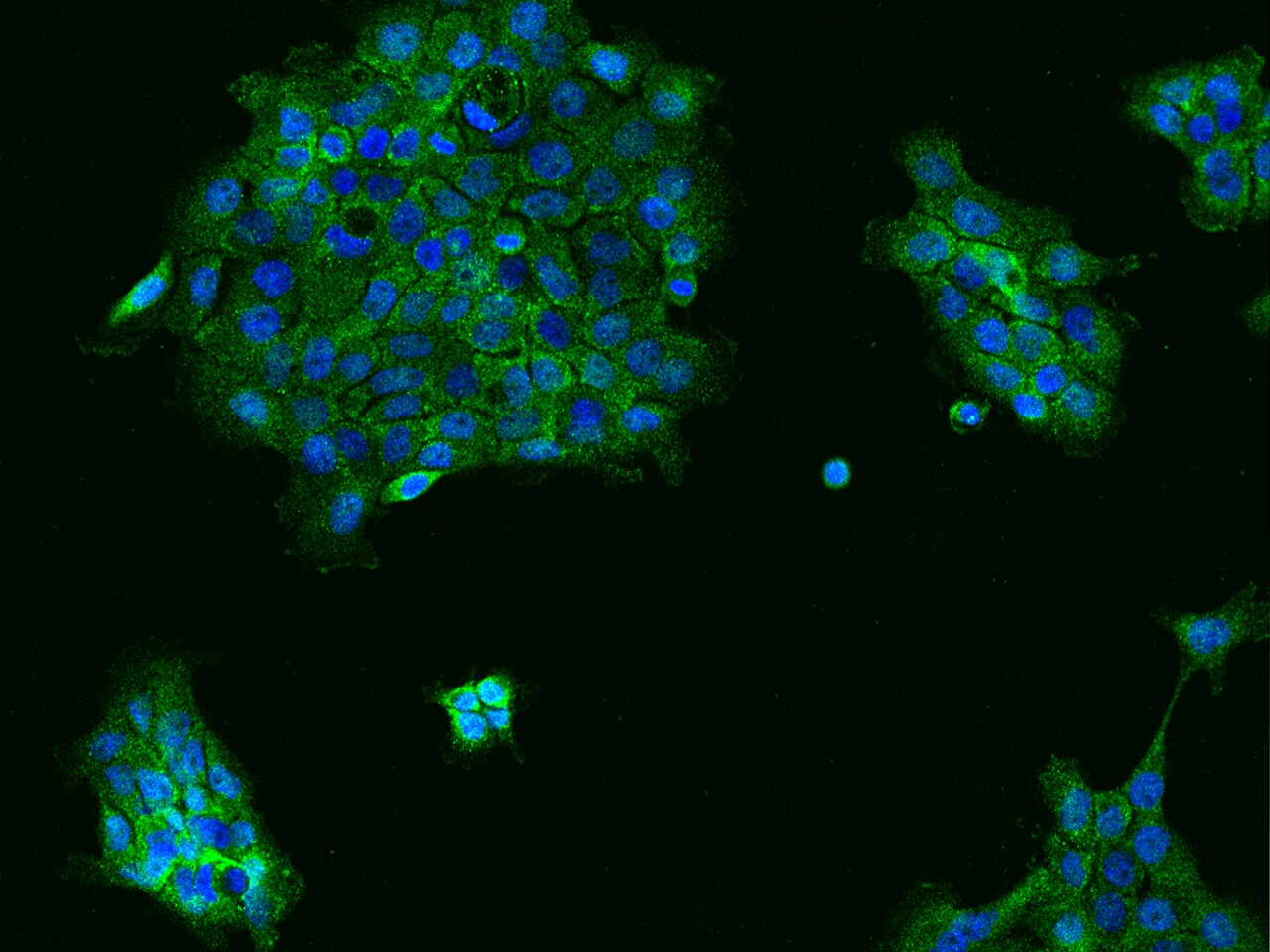 HspA6 Antibody - BSA Free