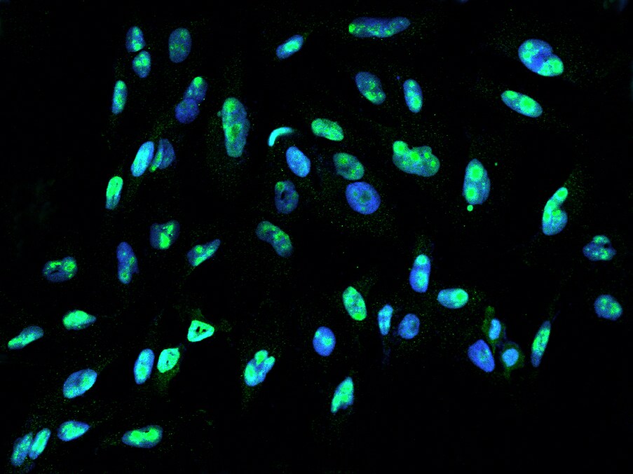 DDX21 Antibody - BSA Free