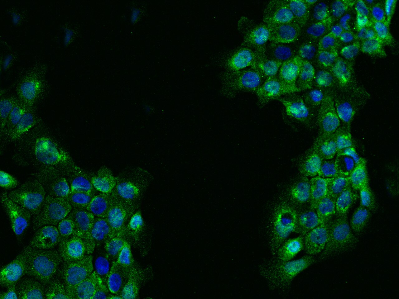 FAR2 Antibody - BSA Free