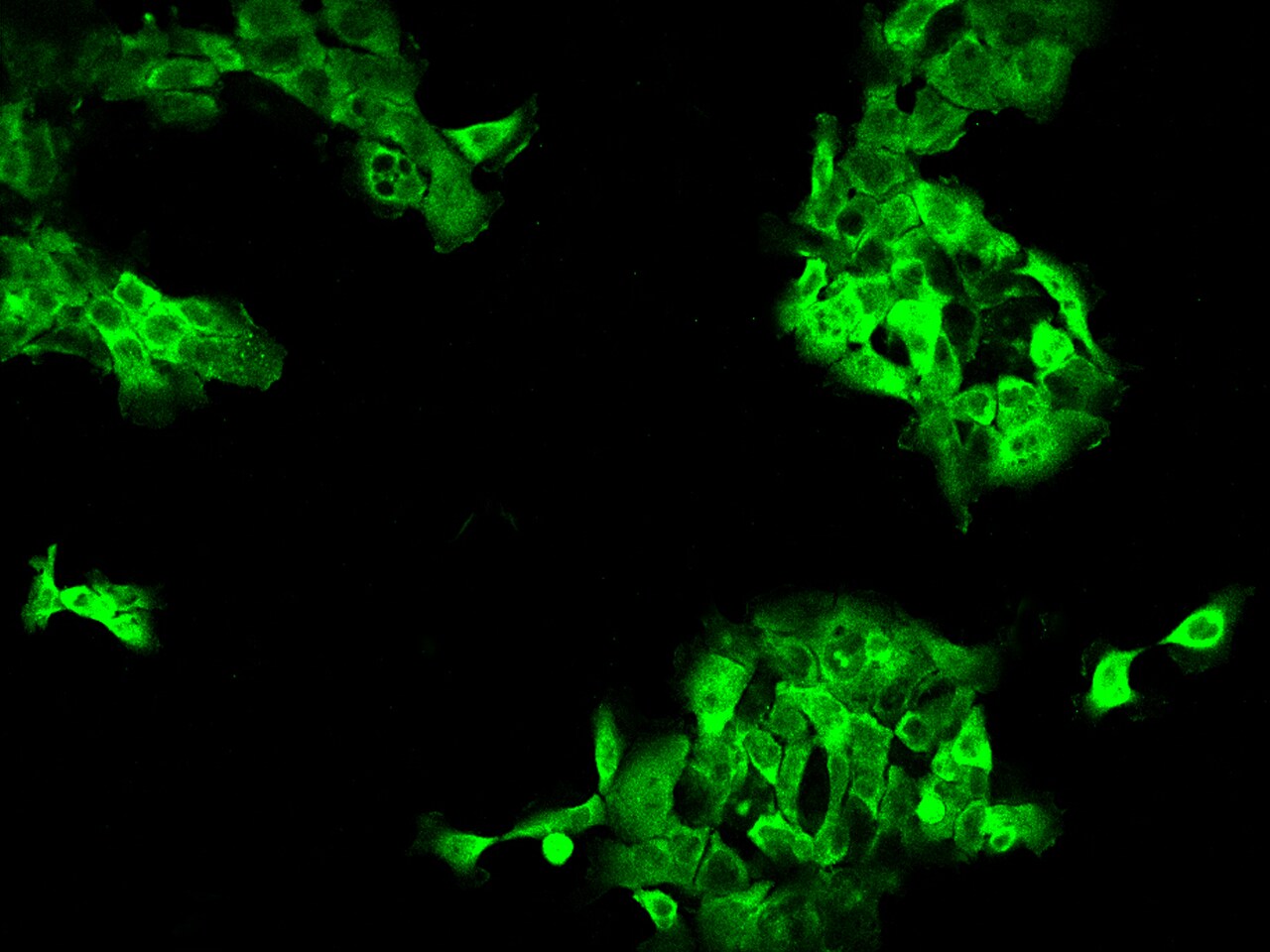 DYNC1LI1 Antibody - BSA Free