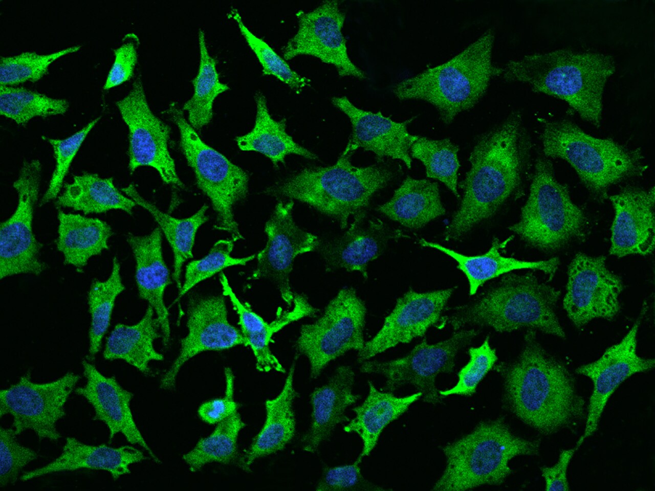 EEF1A2 Antibody - BSA Free