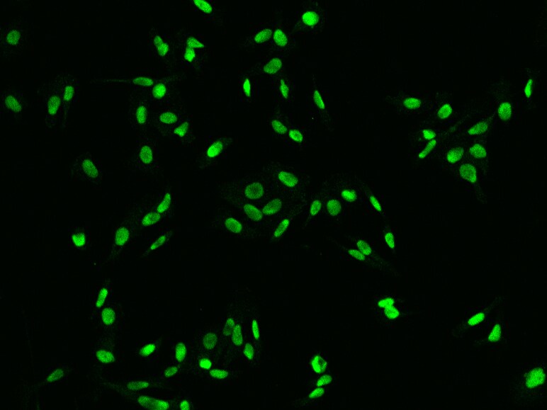 DR1 Antibody - BSA Free