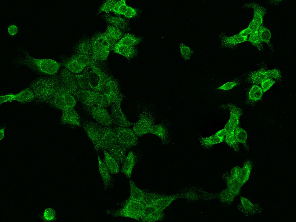 SSR3 Antibody - BSA Free