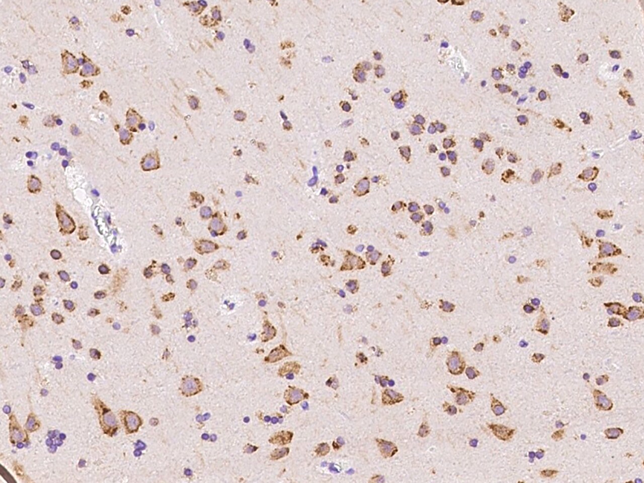SSR3 Antibody - BSA Free