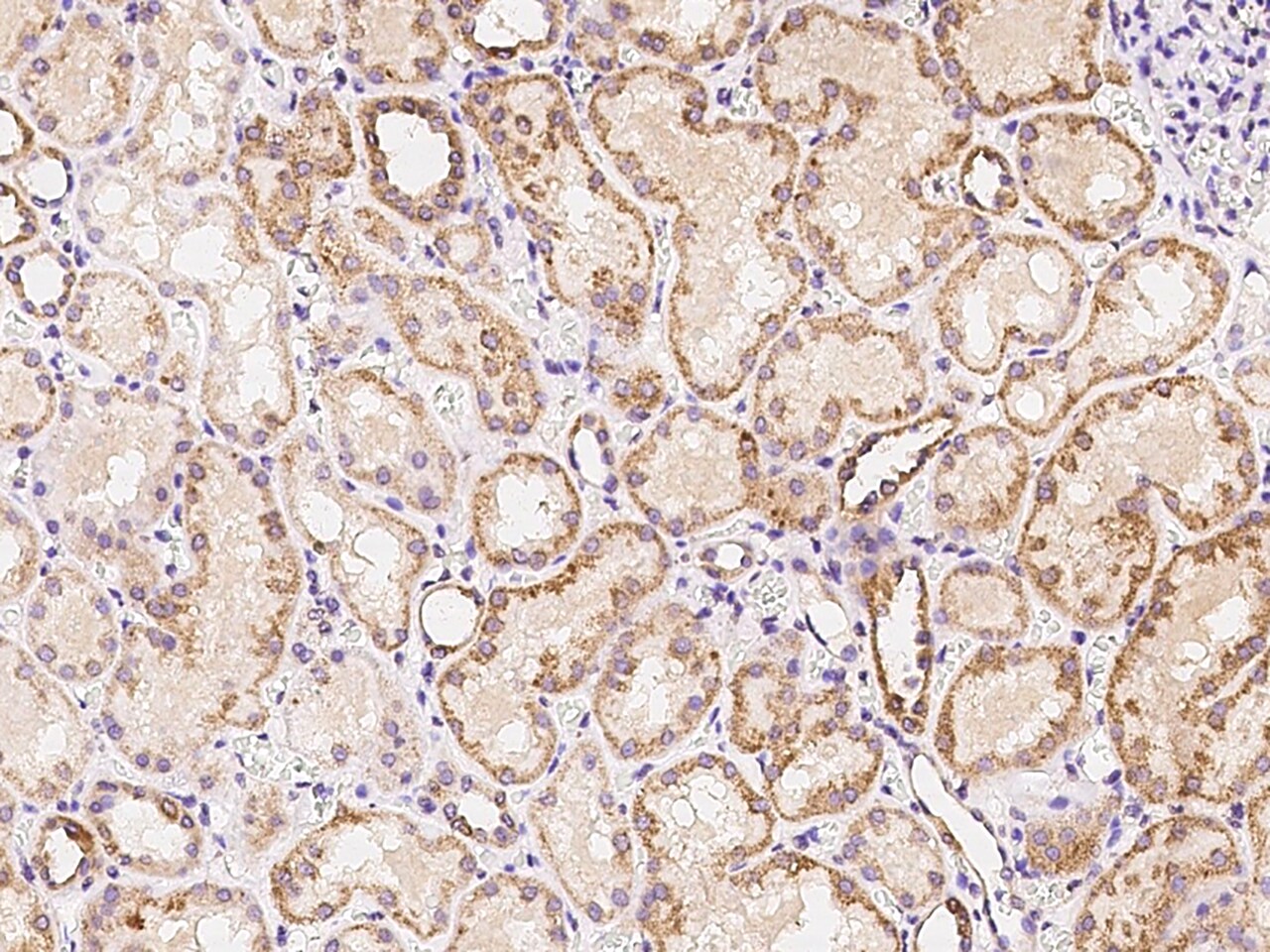 alpha-1D Adrenergic R/ADRA1D Antibody - BSA Free