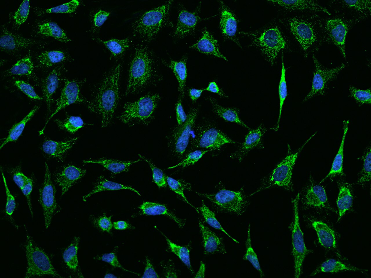 AK3L1 Antibody - BSA Free