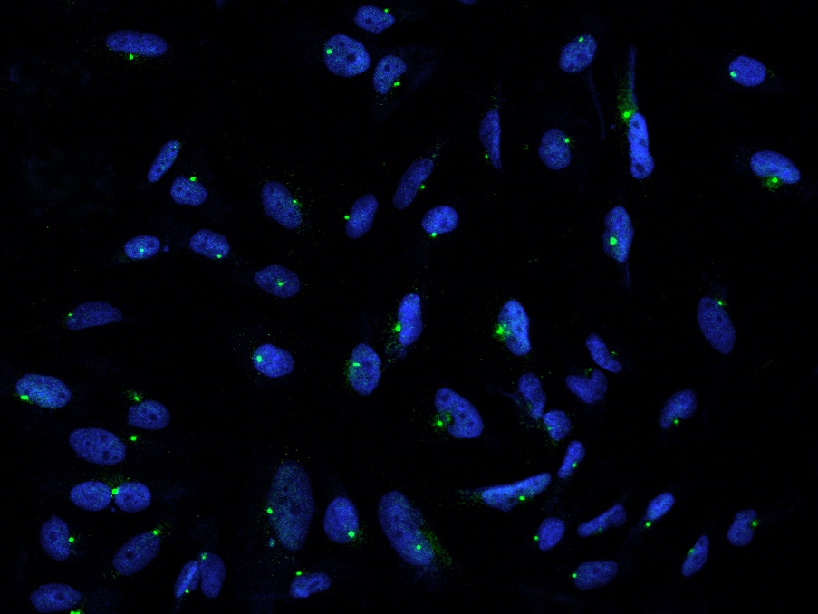 Pericentrin Antibody - BSA Free