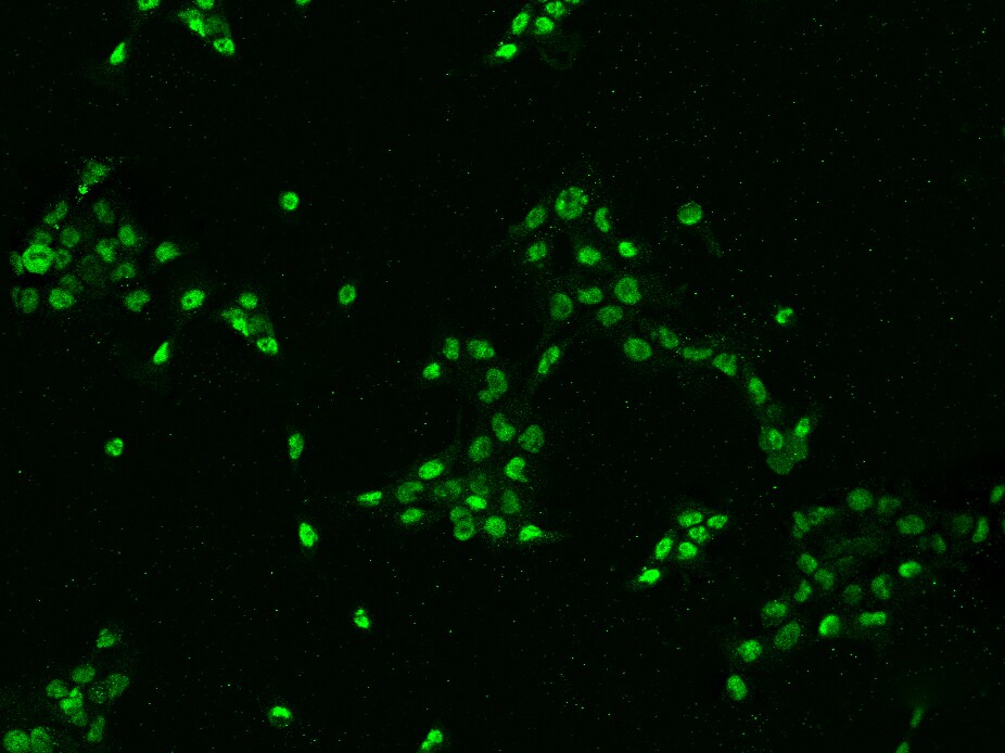 DHX15 Antibody - BSA Free