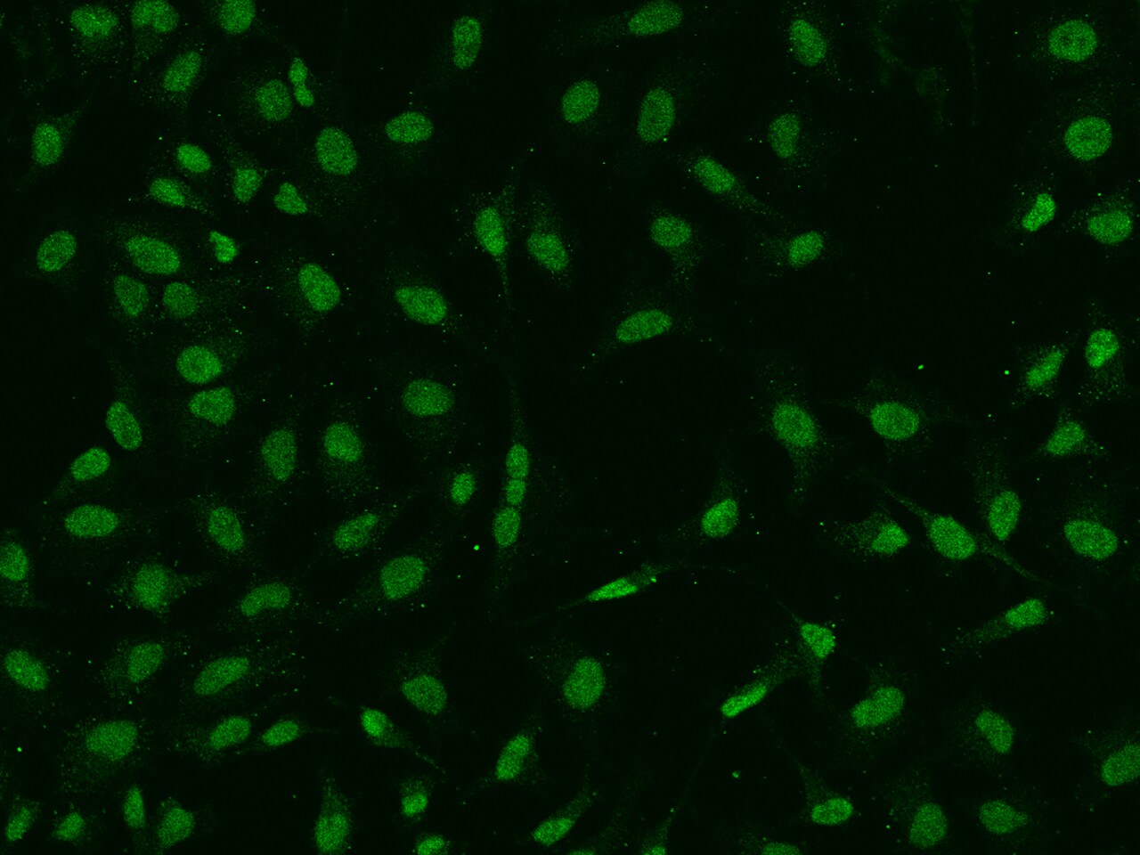 DEK Antibody - BSA Free