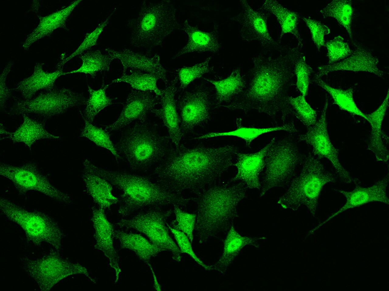 RMND5B Antibody - BSA Free