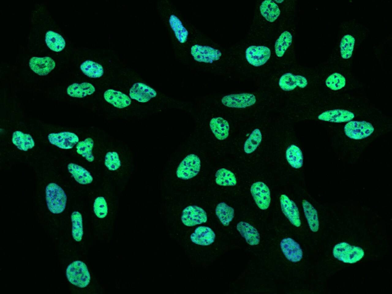 RALY Antibody - BSA Free