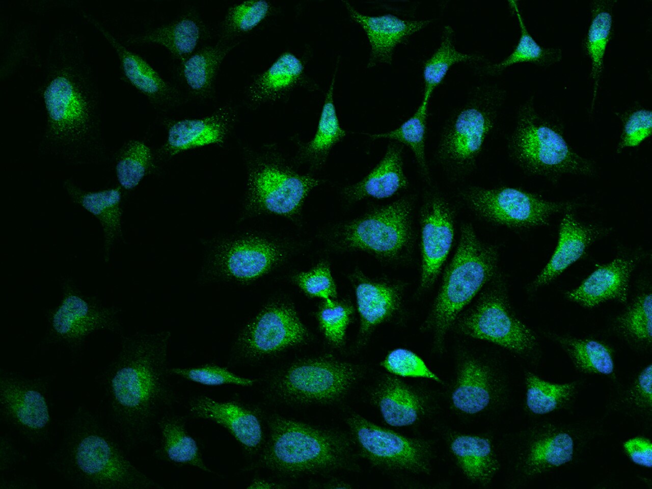 RASSF1 Antibody - BSA Free