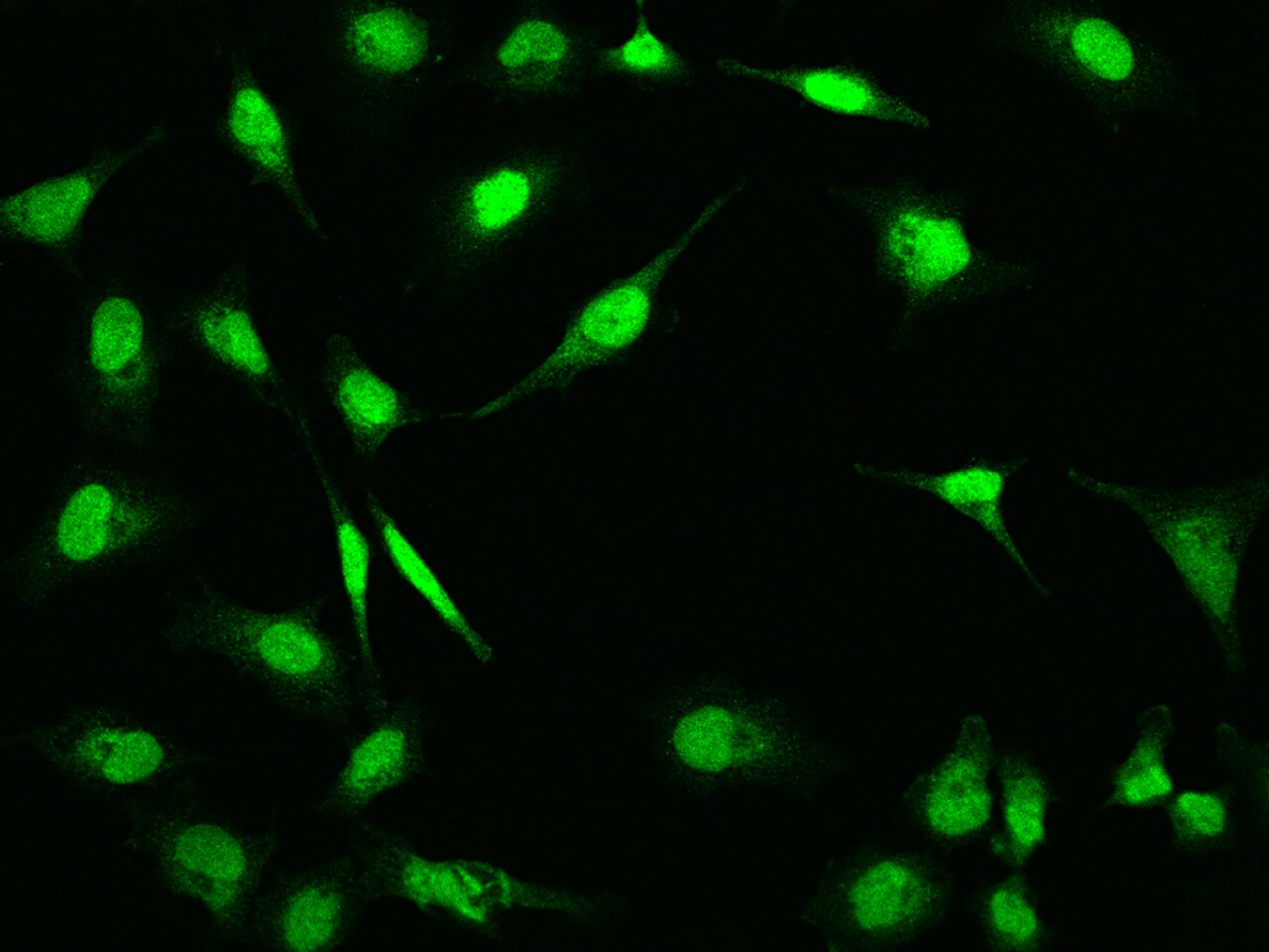 RNF113A Antibody - BSA Free