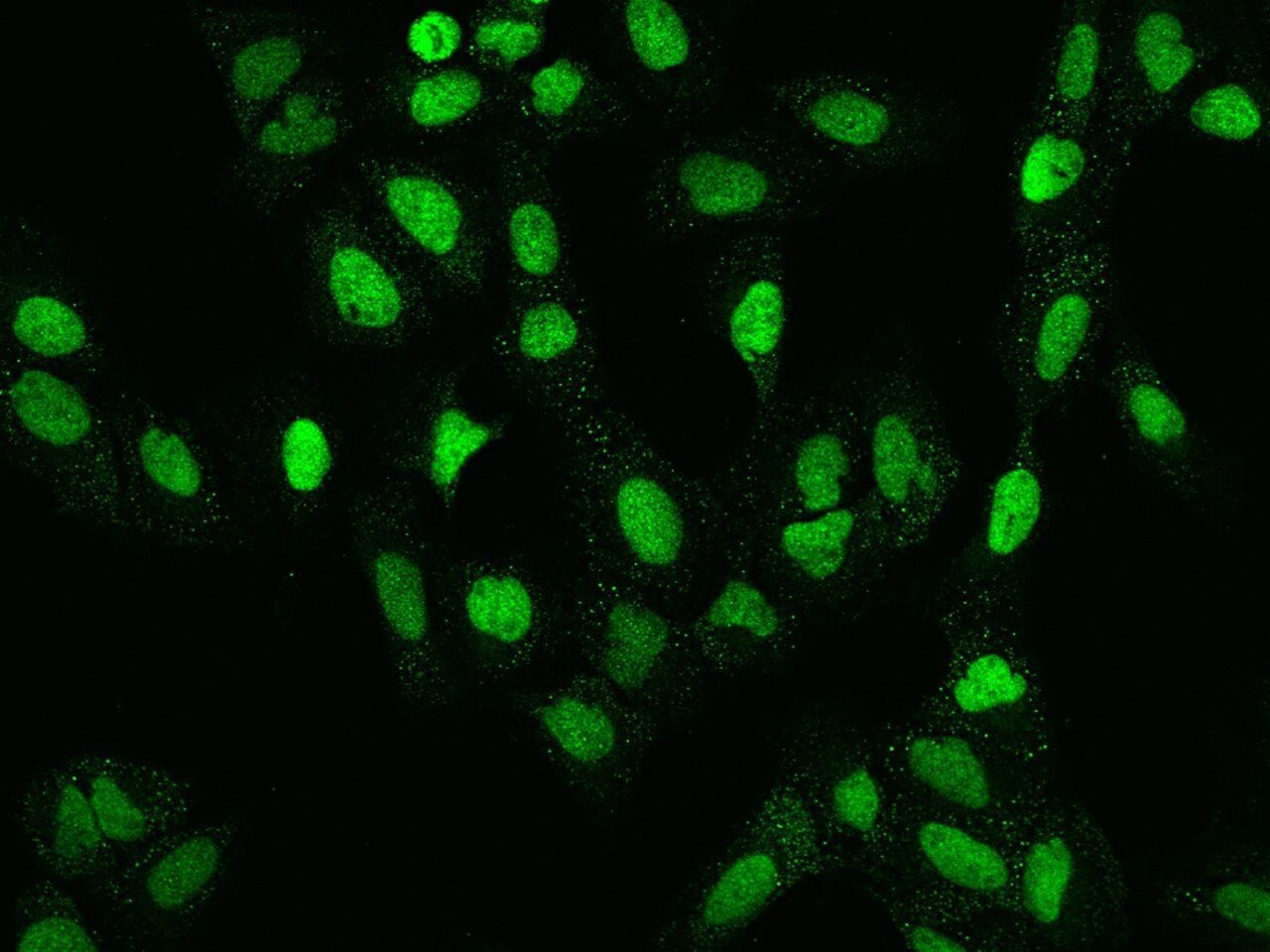RNMT Antibody - BSA Free