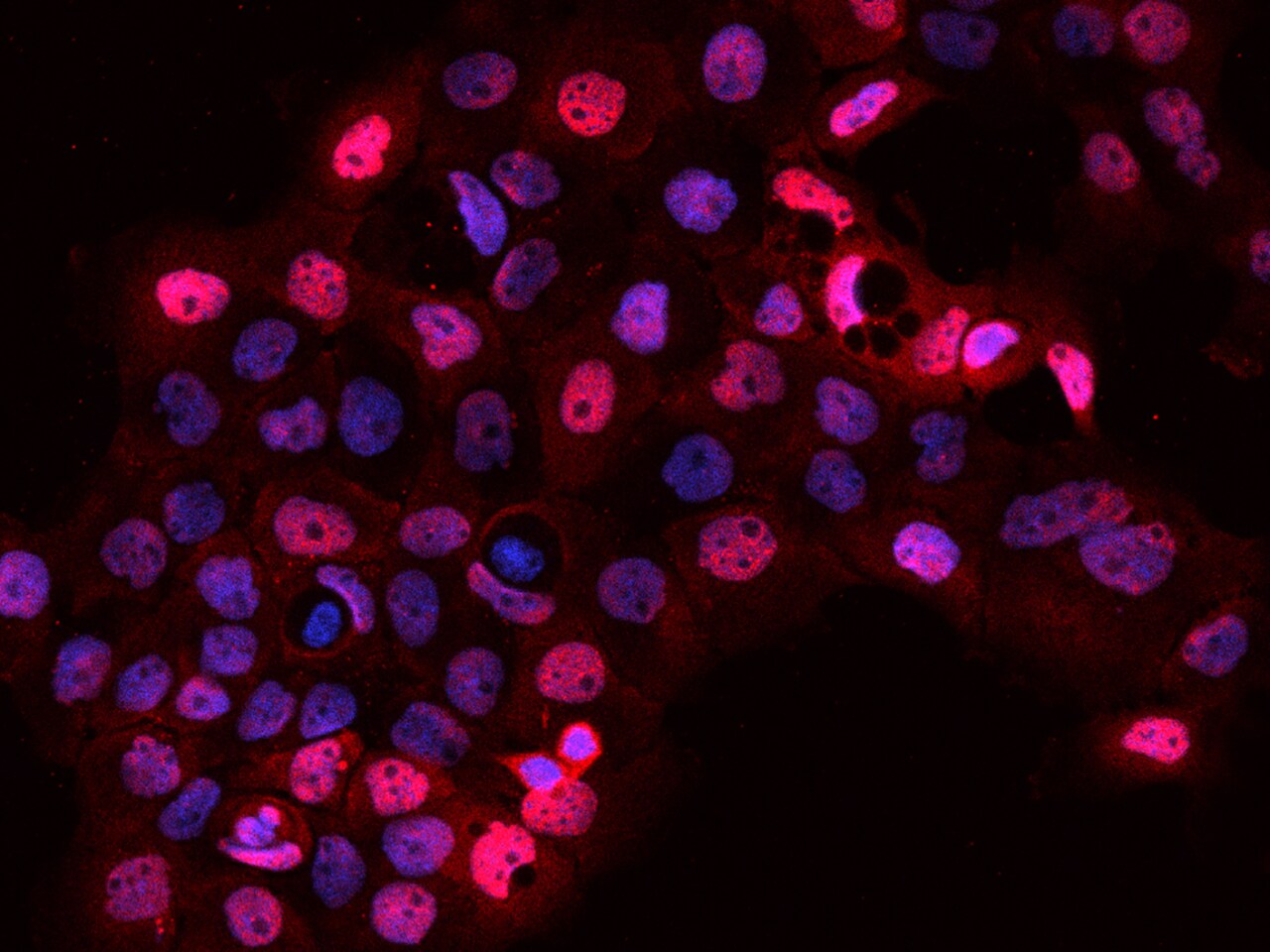 CIP29 Antibody - BSA Free