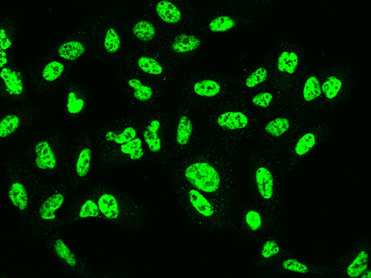 SF3B2 Antibody - BSA Free