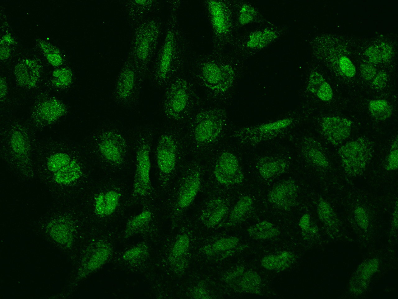 SPIN4 Antibody - BSA Free