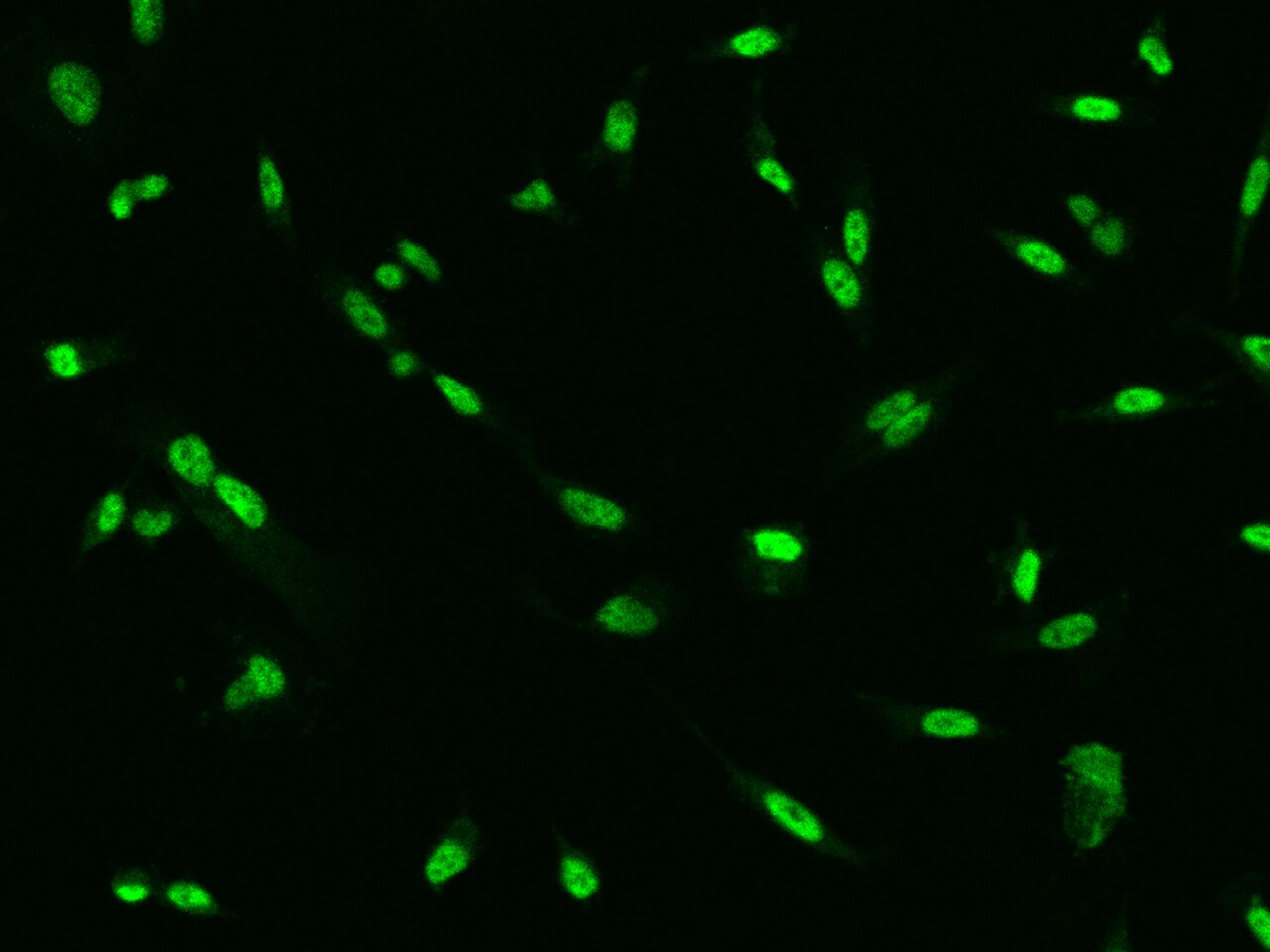 Skp2 Antibody - BSA Free