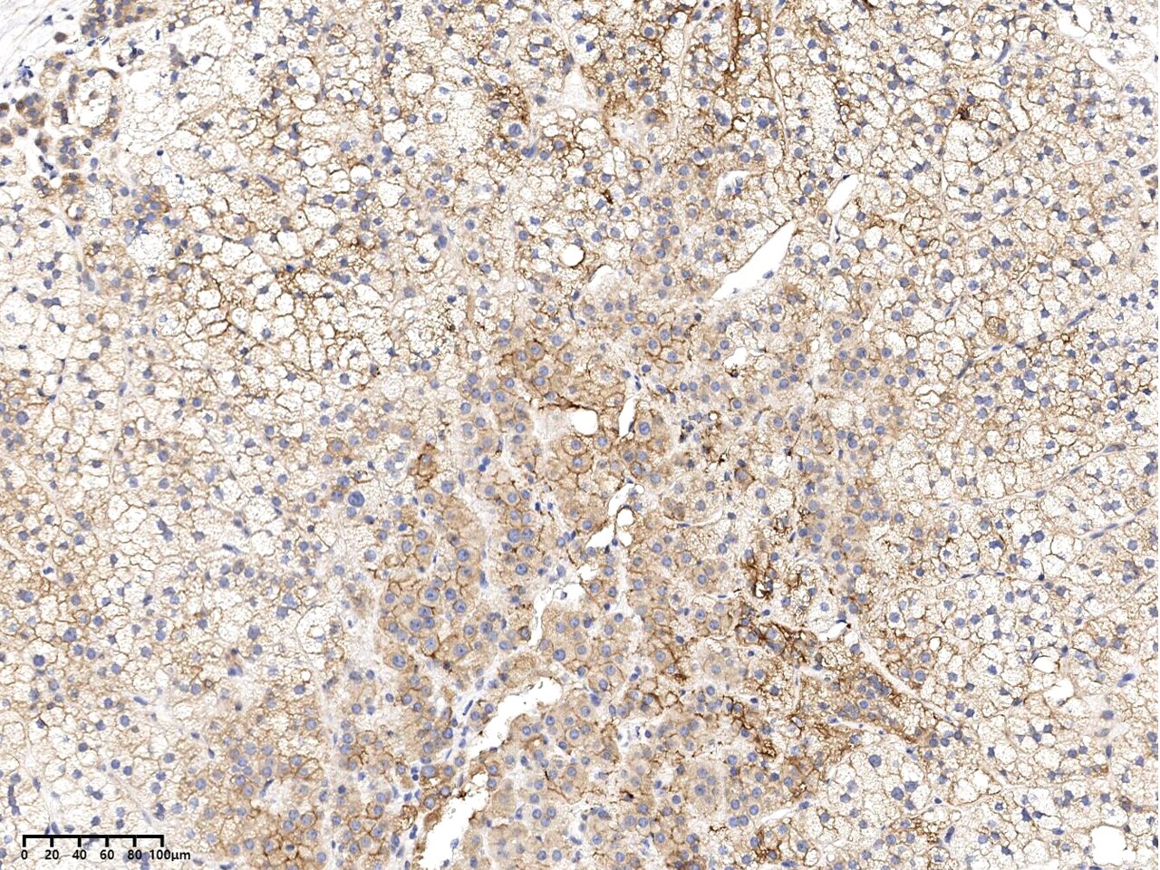 SLC1A4 Antibody