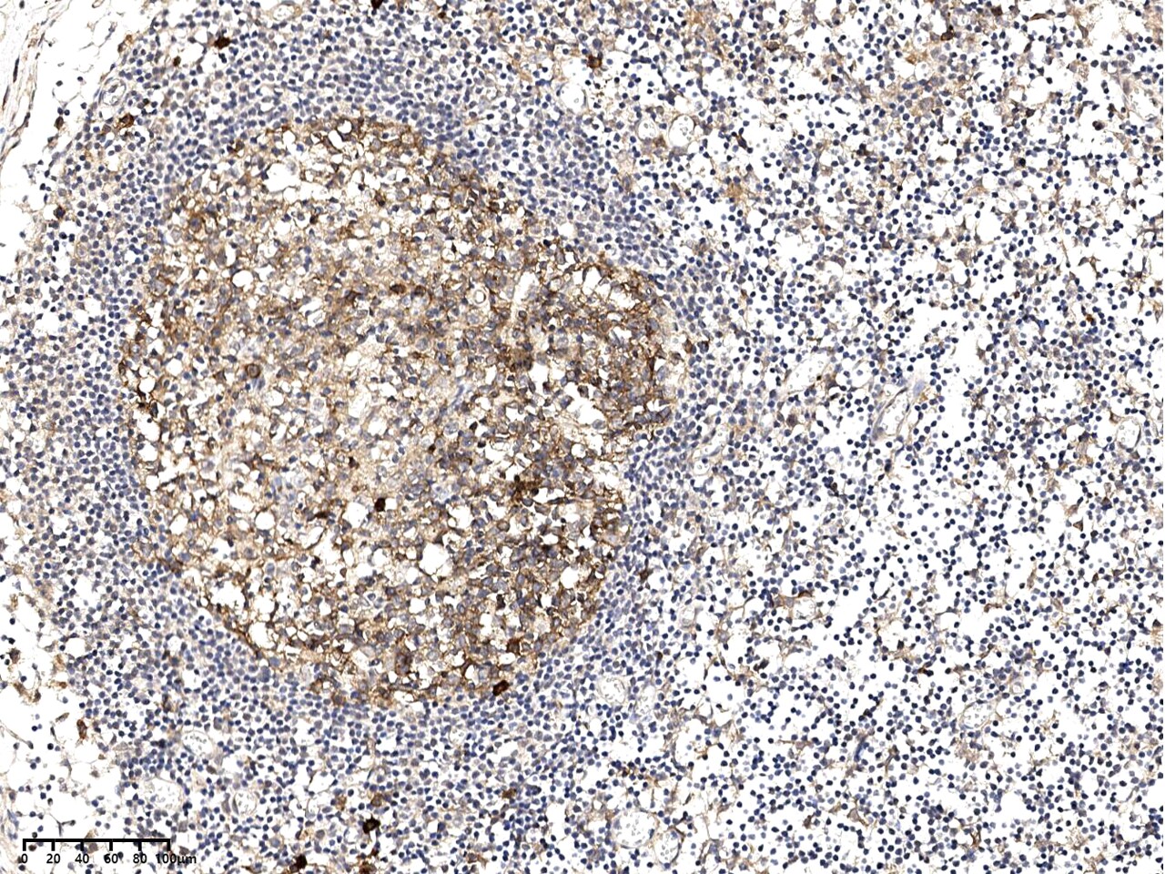 SLC1A4 Antibody