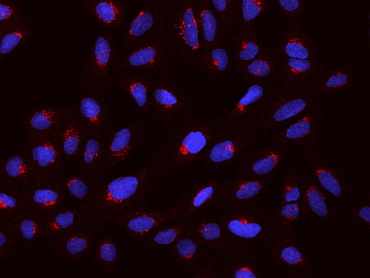 PDXDC1 Antibody - BSA Free