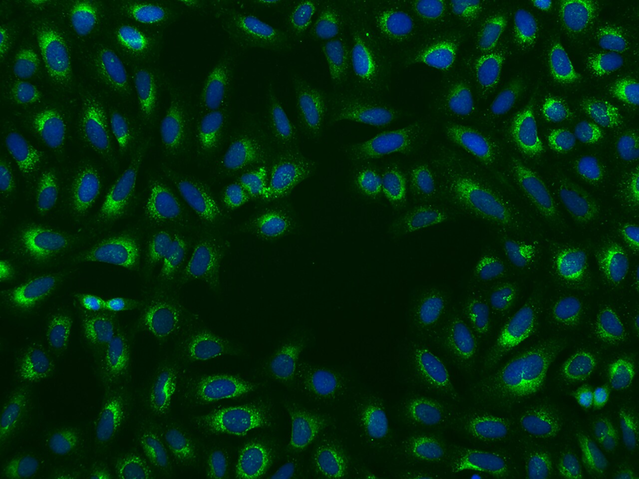 14-3-3 epsilon Antibody - BSA Free