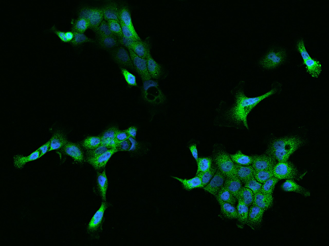 FKBP6 Antibody - BSA Free