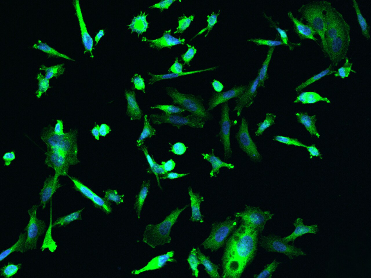 DENR Antibody - BSA Free