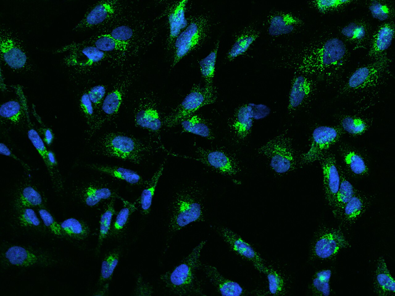 Eps8 Antibody - BSA Free