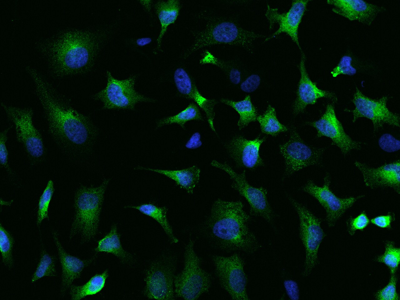 SRP72 Antibody - BSA Free