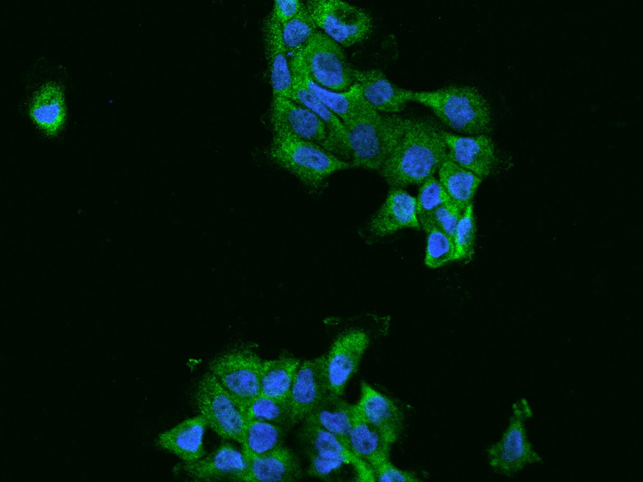 FARSLA Antibody - BSA Free