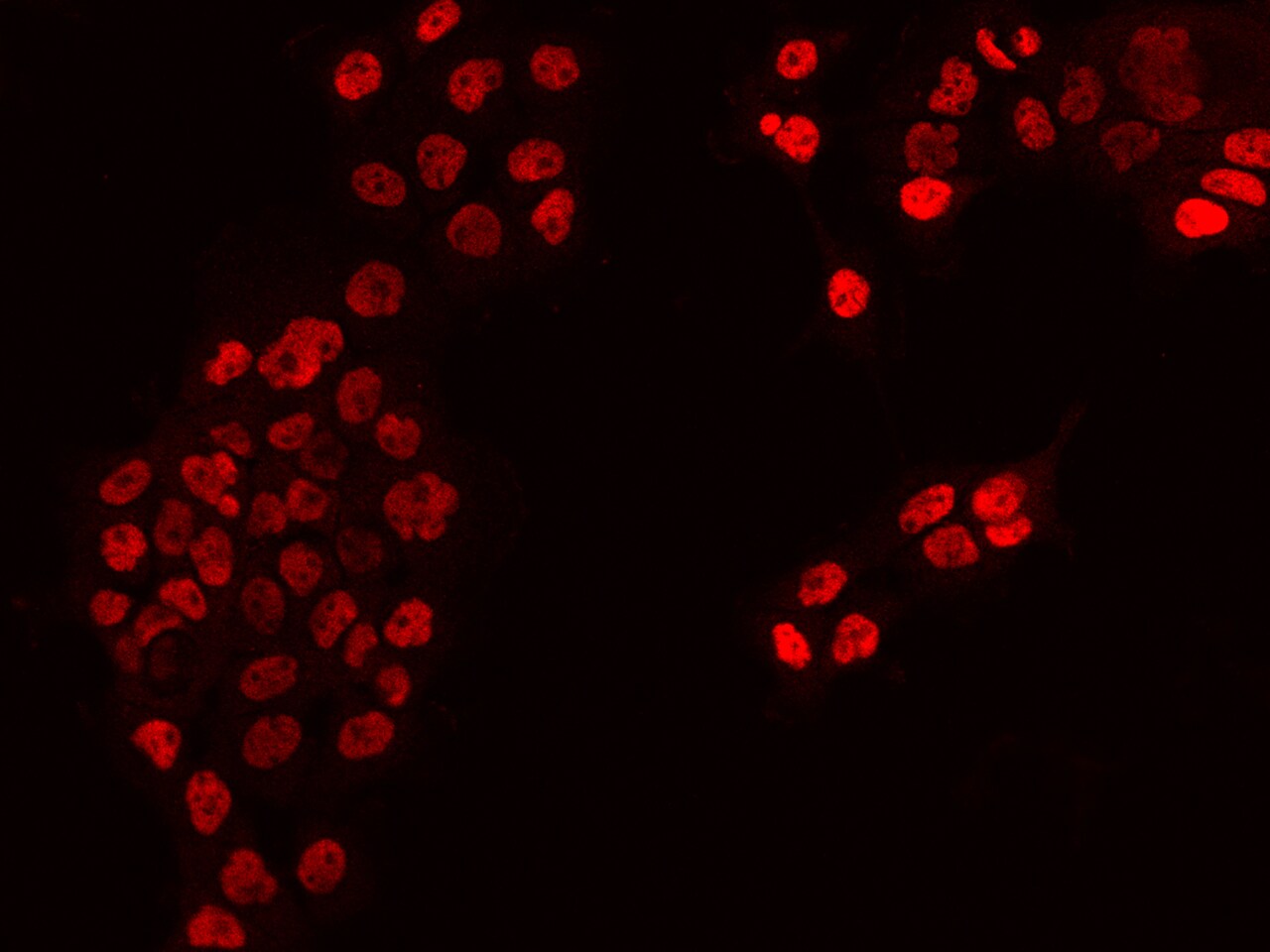 DPF2 Antibody - BSA Free