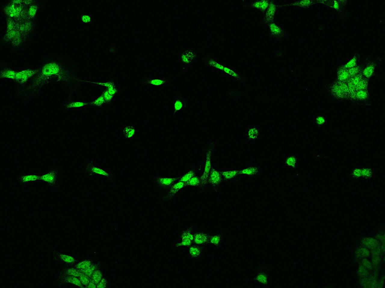 ELAC2 Antibody - BSA Free