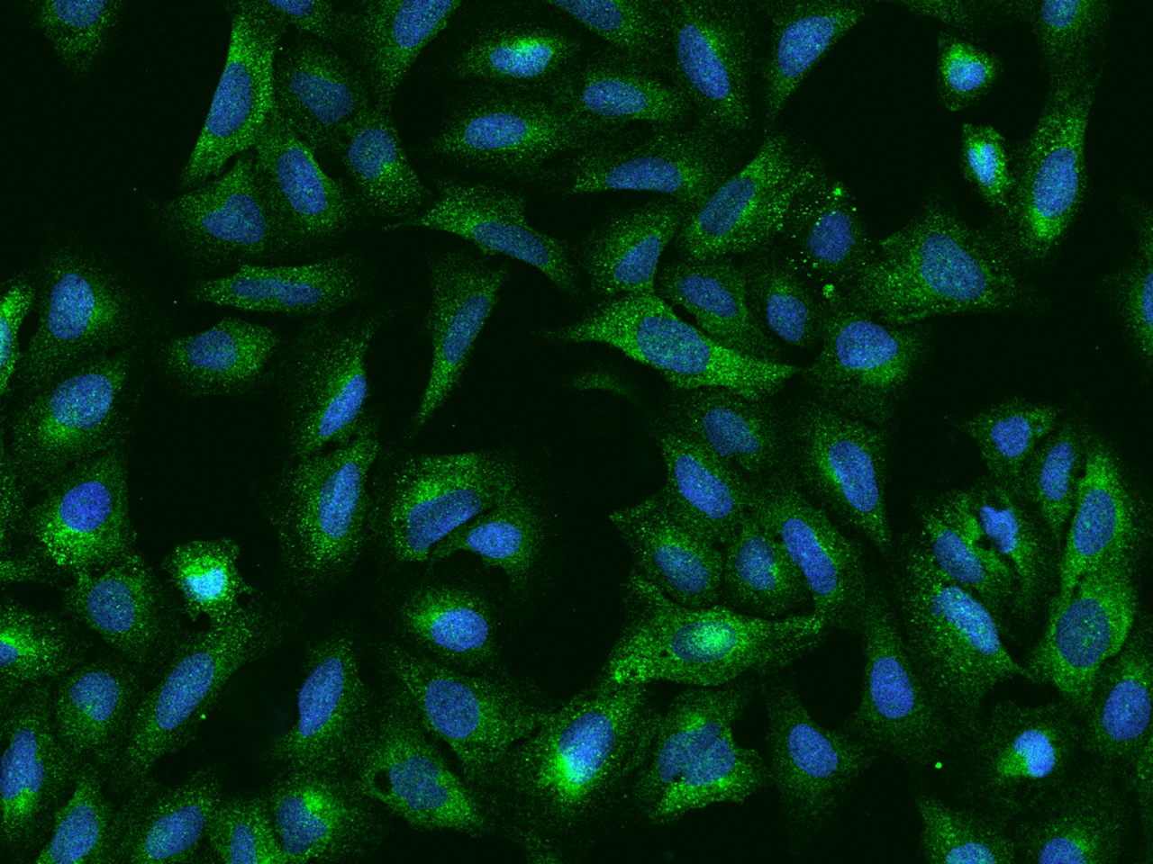 SPATS2 Antibody - BSA Free