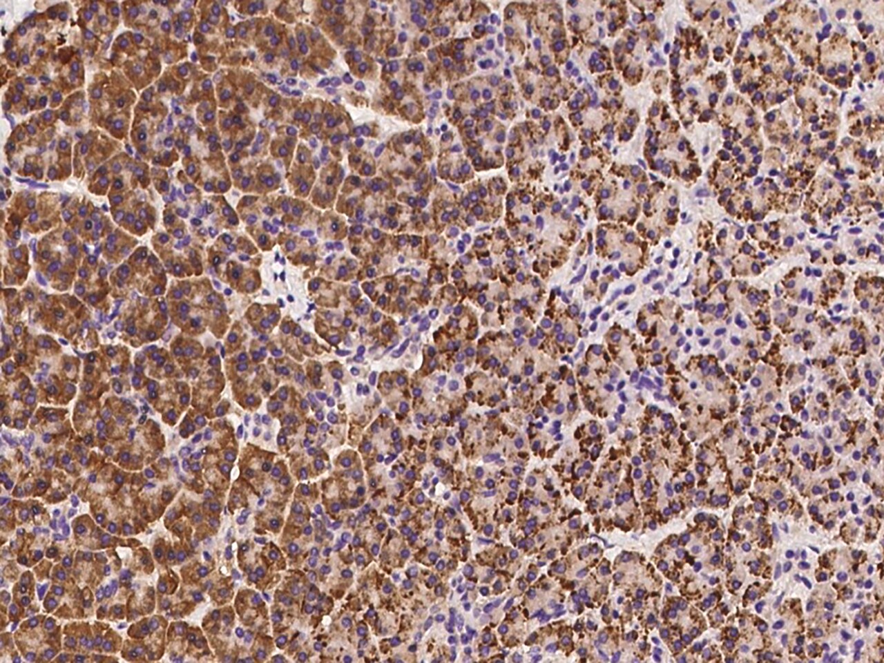 SPATS2 Antibody - BSA Free