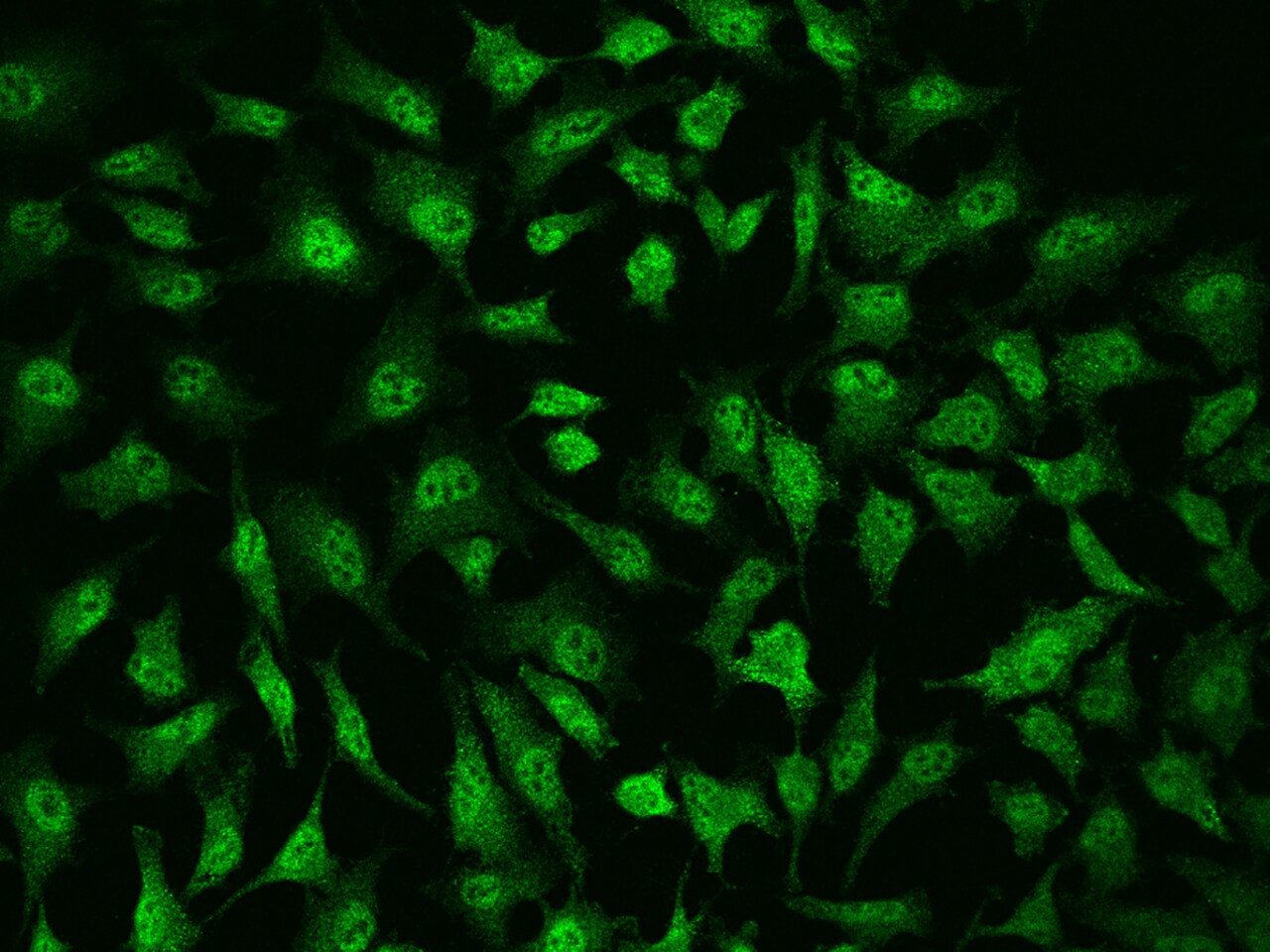 p107 Antibody - BSA Free