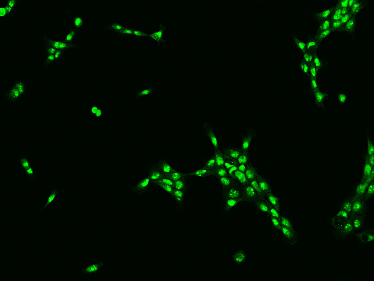 TBL3 Antibody - BSA Free
