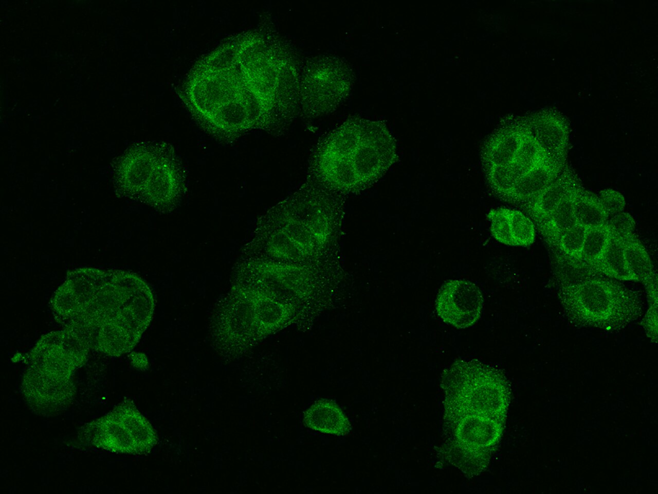 WWOX Antibody - BSA Free