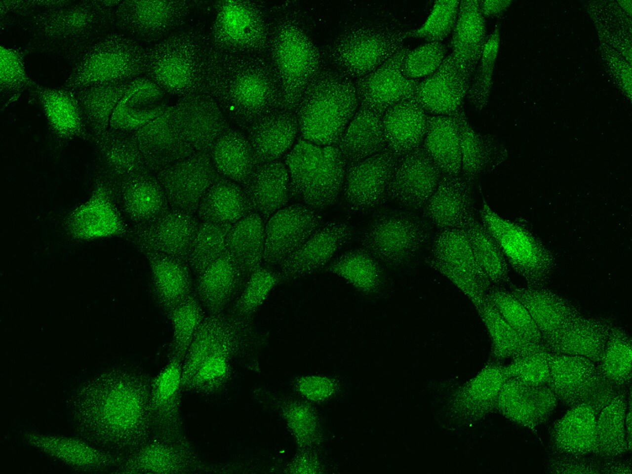 HINT3 Antibody - BSA Free
