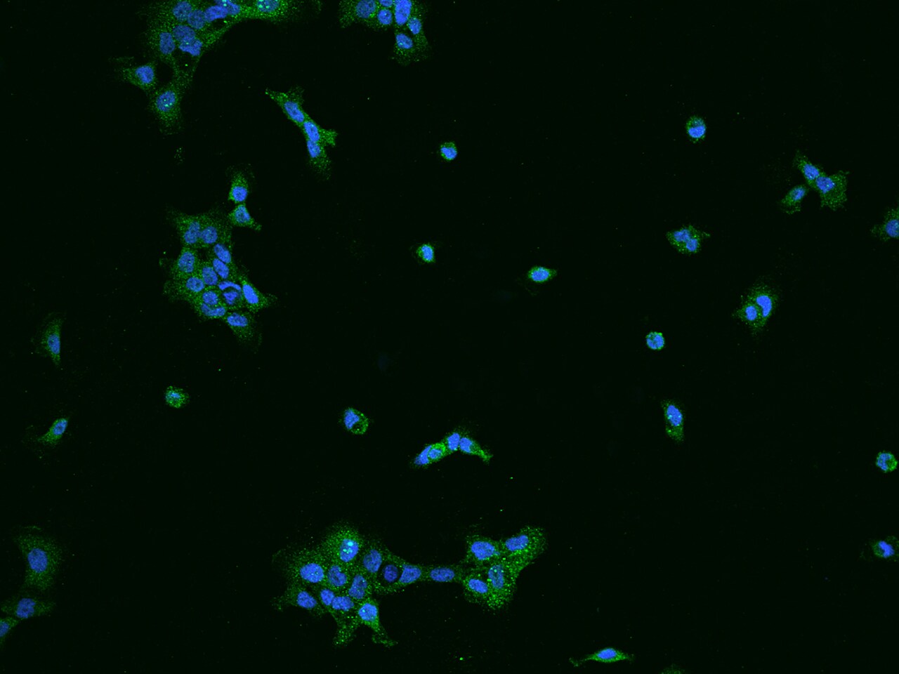 SPAG16 Antibody - BSA Free